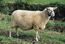 Овца на поводке